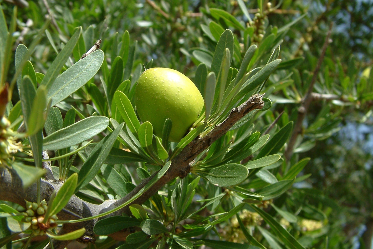 Argan Oil: Understanding the Differences in Scent and Quality - ZAYNA