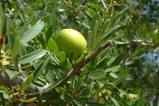 Why Does Some Argan Oil Smell Different? The Role of Processing & Purity