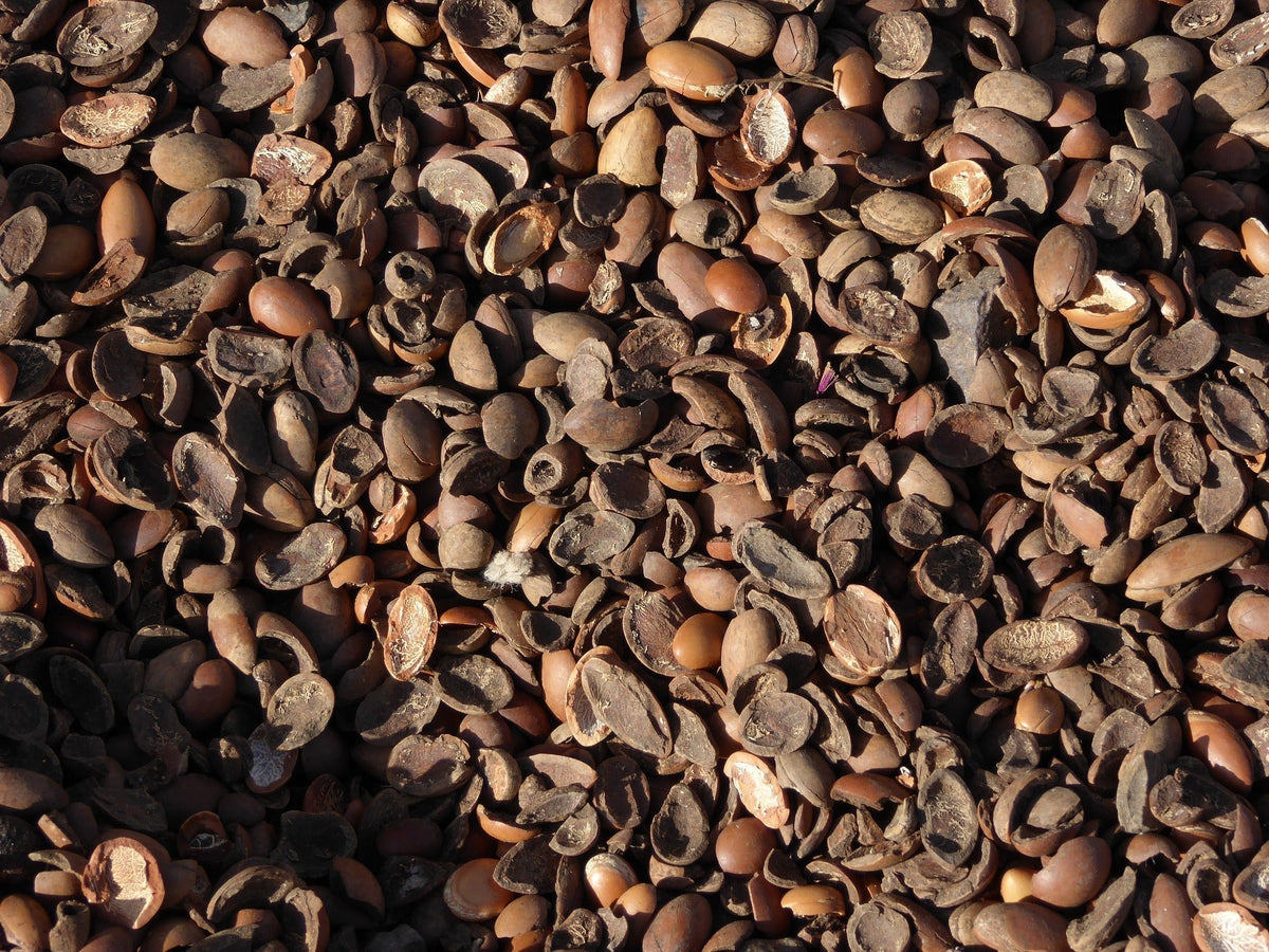 Clean Beauty: Why Argan Oil Is Here to Stay - ZAYNA