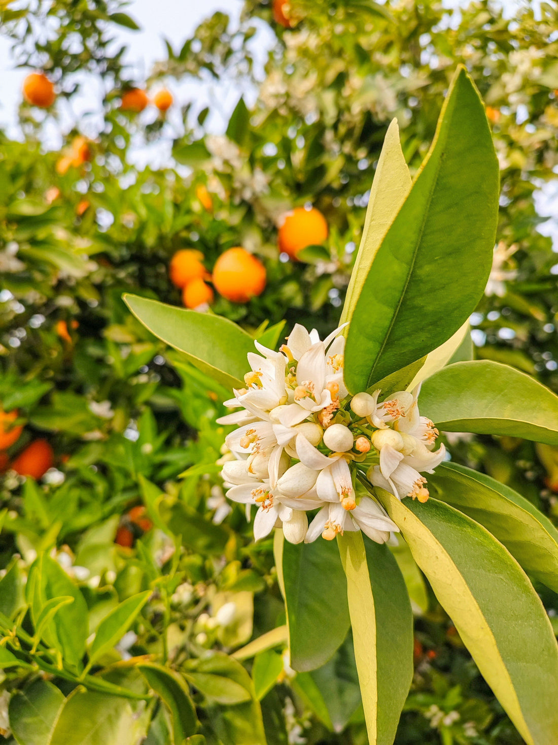 Neroli in Skincare: Why the Perfumer's Favourite is Actually a Powerful Skin Ingredient