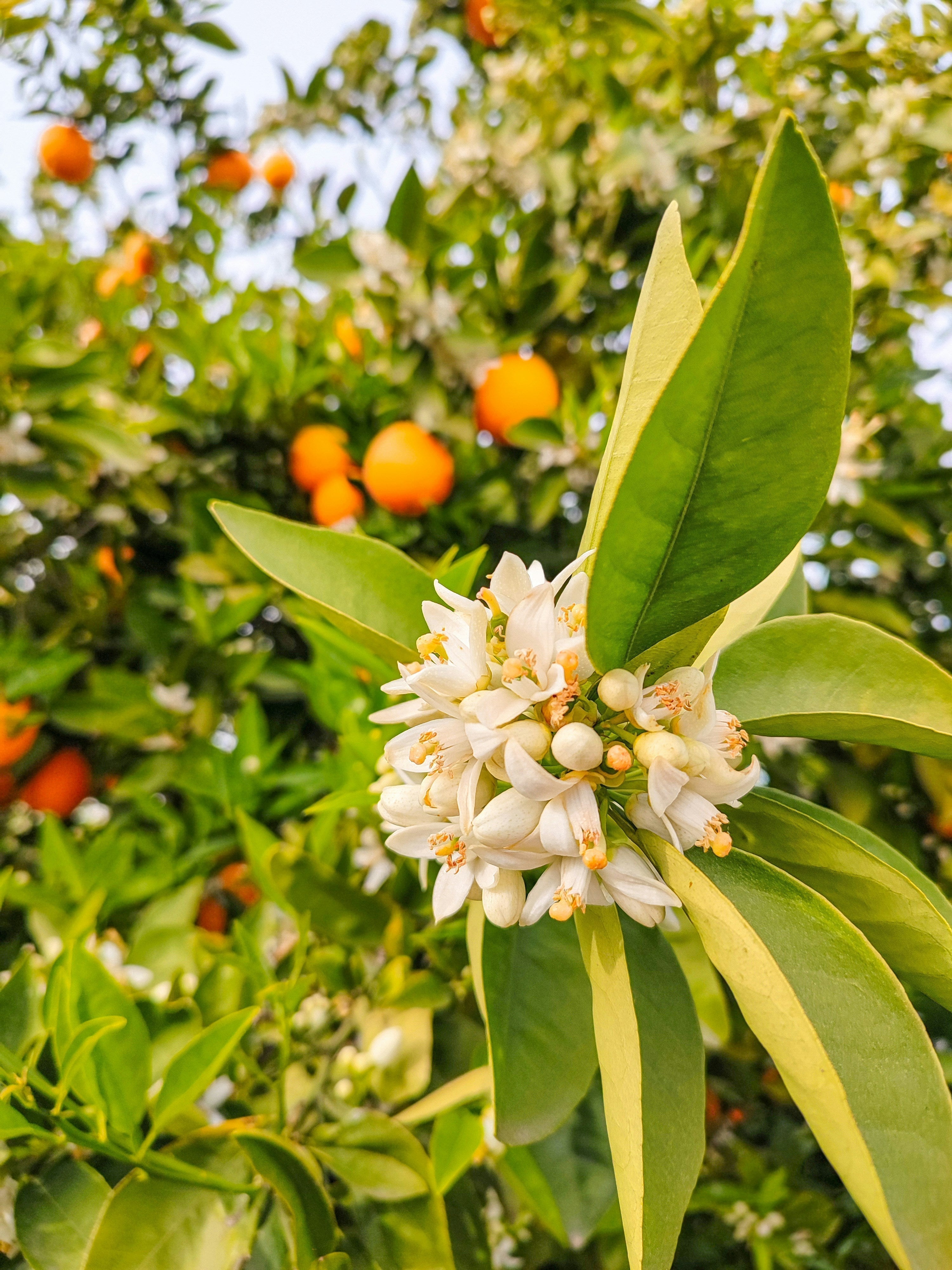 Neroli in Skincare: Why the Perfumer's Favourite is Actually a Powerful Skin Ingredient
