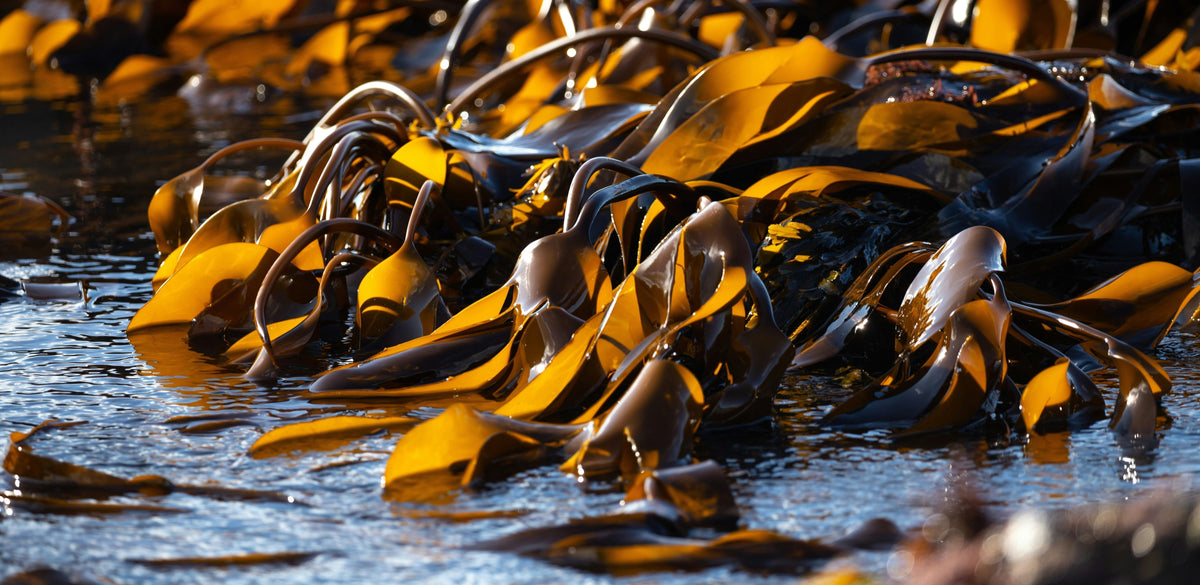 Algae in Skincare: What it is & why it works - ZAYNA